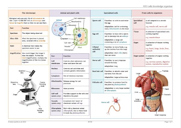 KS3 biology cells knowledge organiser